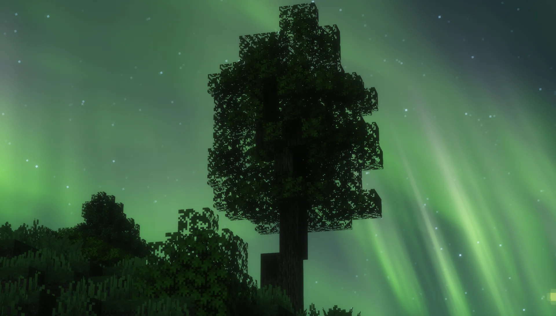 Tree silhouette against a green aurora at night